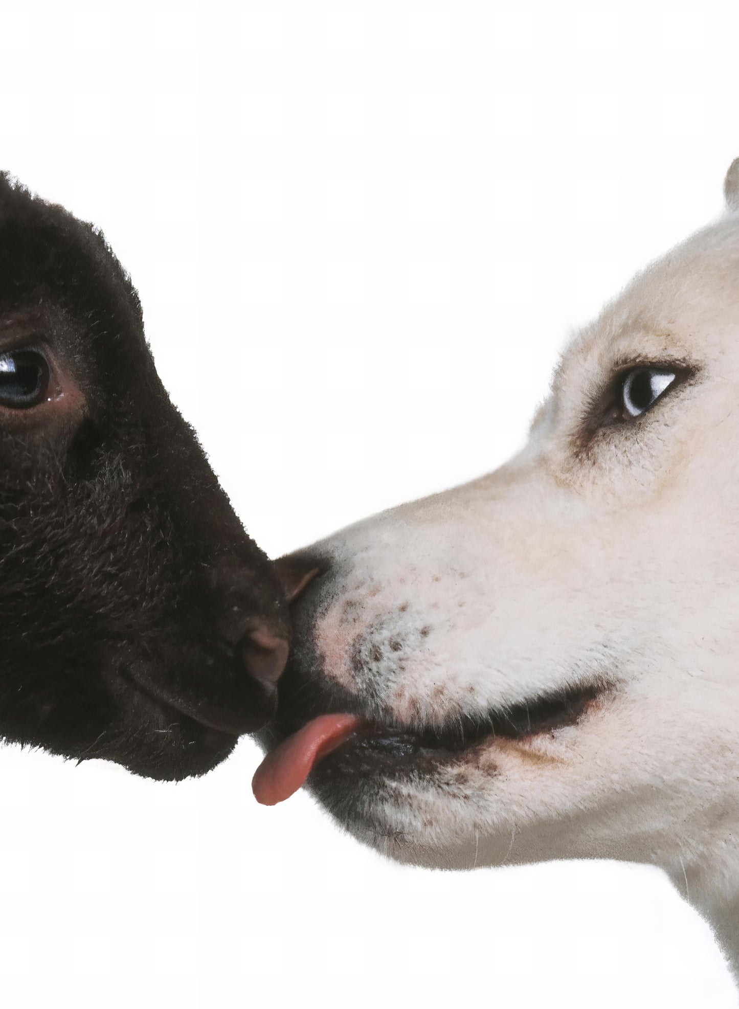 United Colors of Benetton Poster