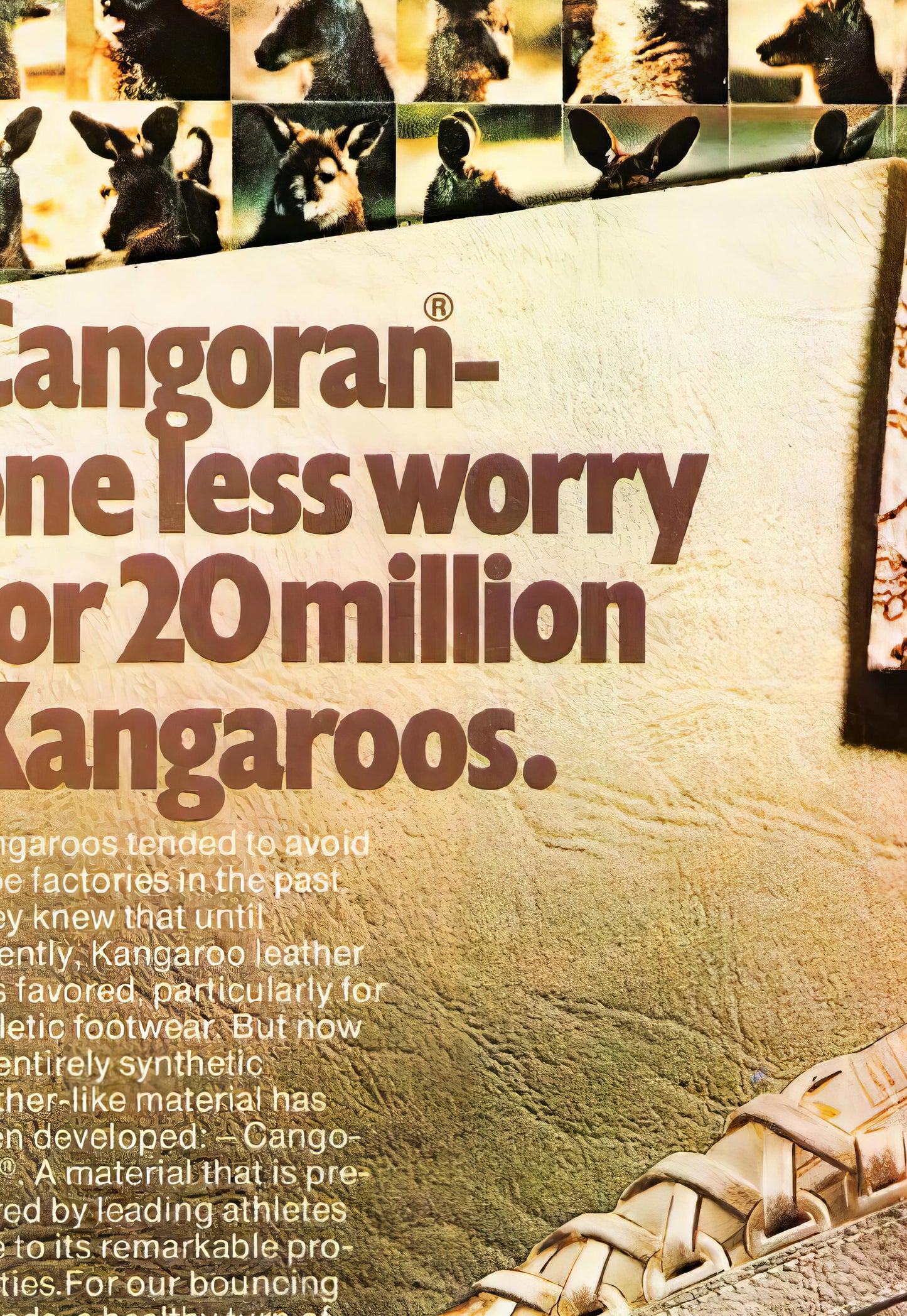 Adidas Cangoran Poster