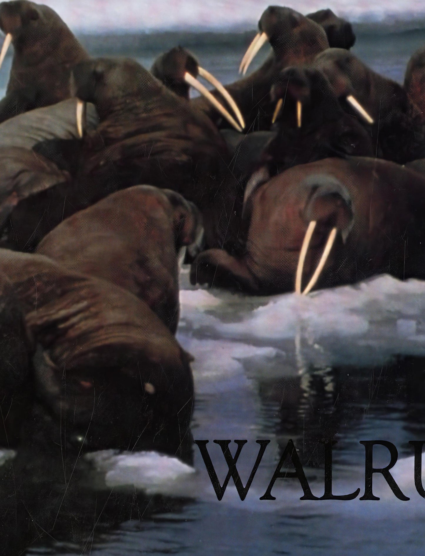 Walrus 1985 Catalogue Poster